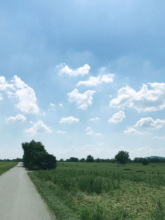 Flat landscape with a bike lane and green fields and a blue sky with fluffy clouds