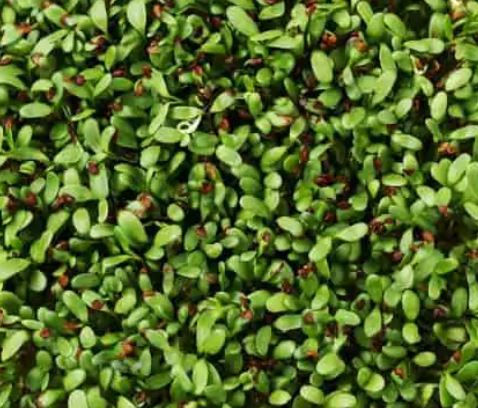 Thumbnail: Organic Microgreens Seeds