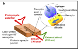 42. Photonic implementation of artificial synapses in ultrafast laser inscribed waveguides in chalcogenide glass