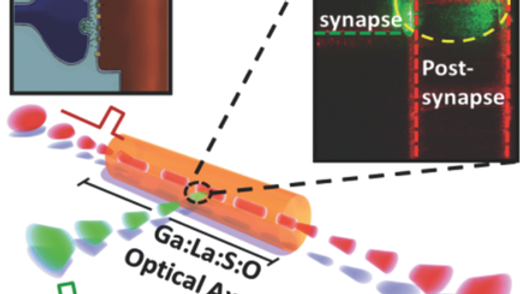 17. Amorphous metal-sulphide microfibers enable photonic synapses for brain-like computing