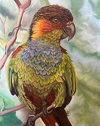 Parrot-2.jpg