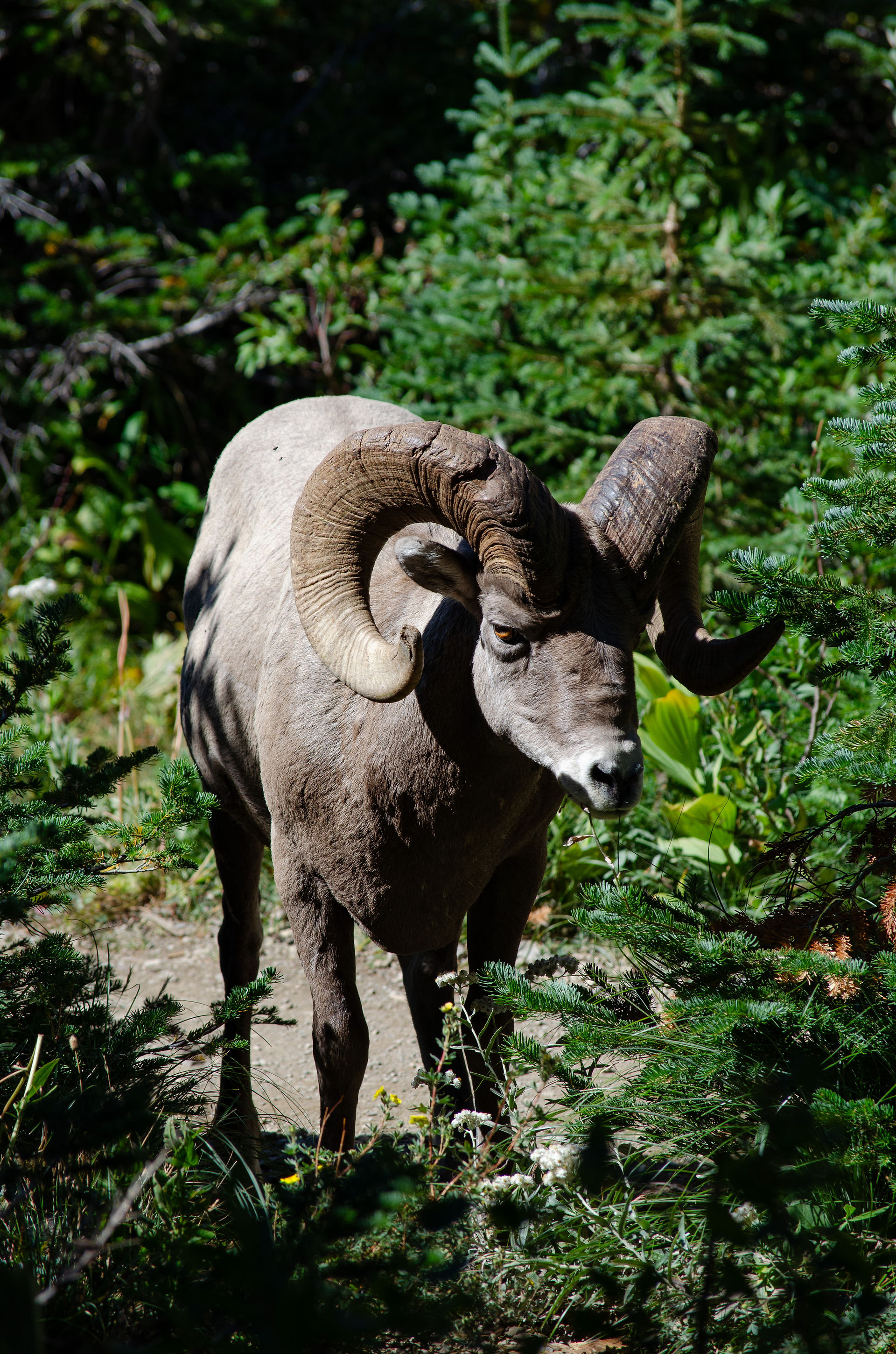 A bighorn sheep on Grinnell Glacier trail