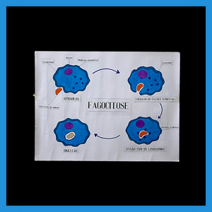 Fagocitose
