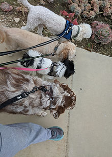 IMG_20200309_165752_edited.jpg