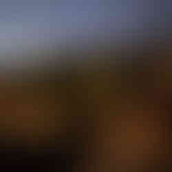 Wall garden lights against the trees of our clients backyard