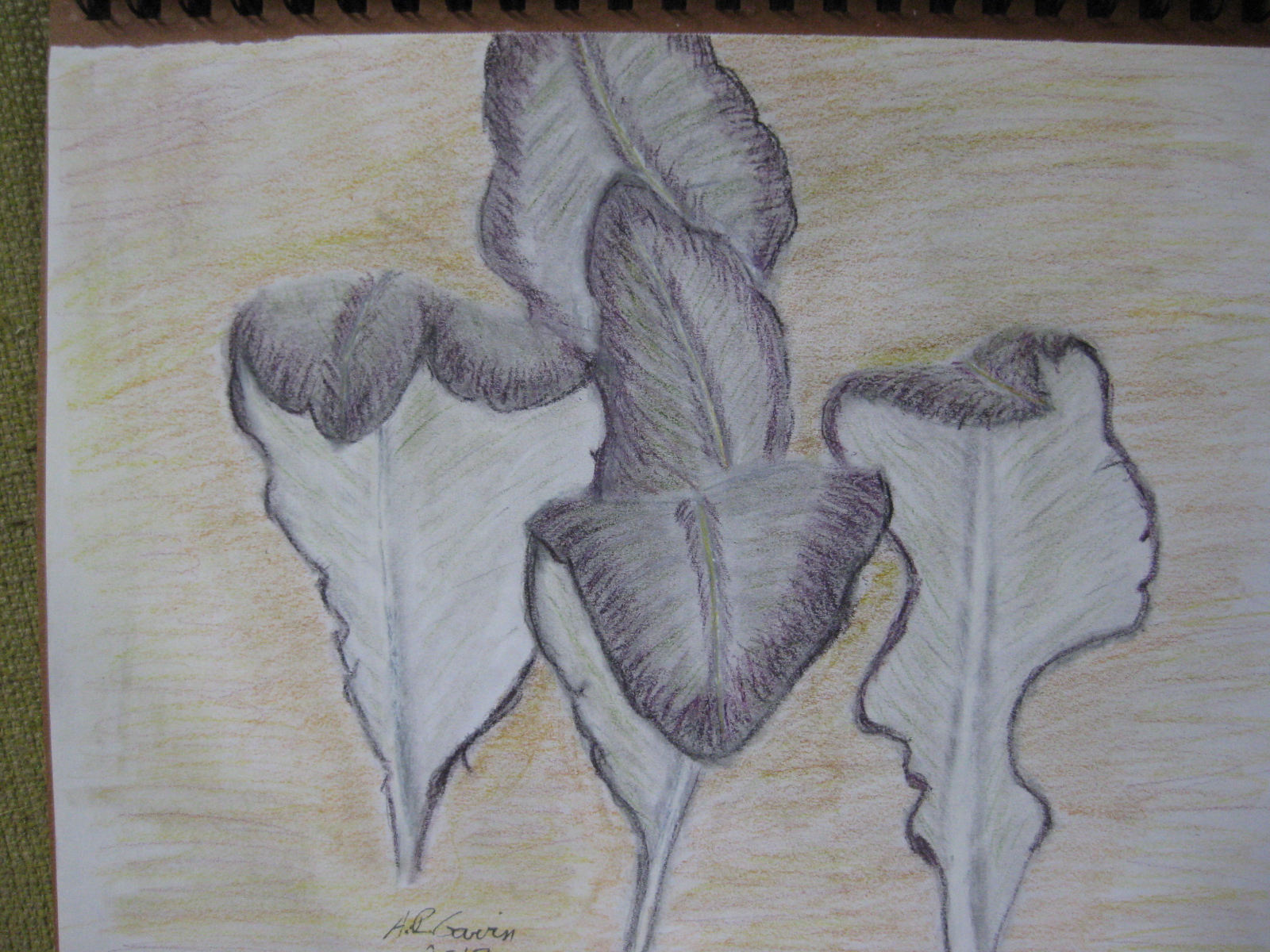 Purple Mustard