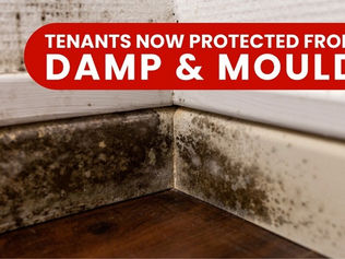 Millions of tenants safer from black mould under Awaab’s Law: