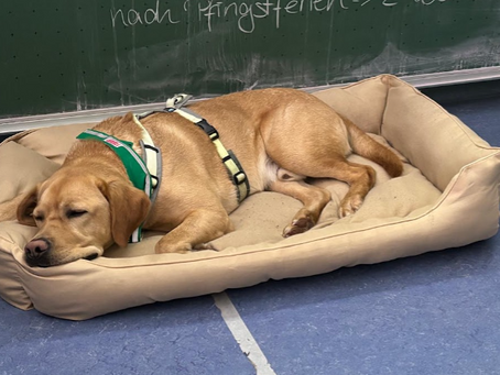 Schulhund-AG Auf in die zweite Runde – wir machen den Hundeführerschein!