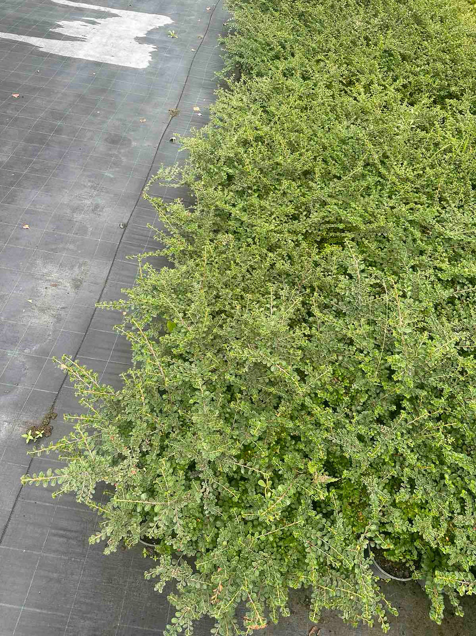 Прев'ю: ​​​​​​​Кизильник сорту «Корал Б'юті»