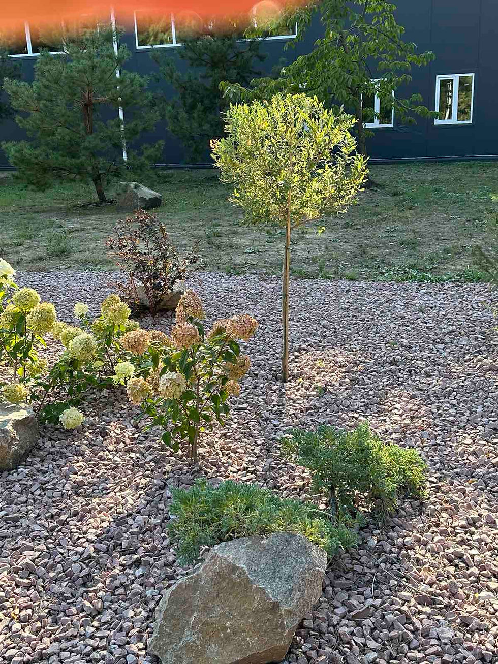 Прев'ю: Верба Хакуро Нішикі штамбова (Salix integra 'Hakuro Nishiki')
