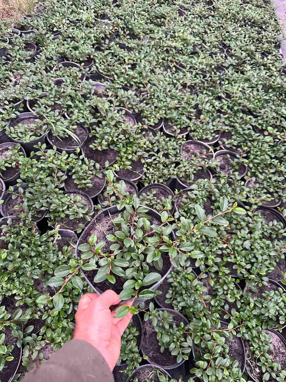 Прев'ю: Кизильник горизонтальний Cotoneaster dammeri