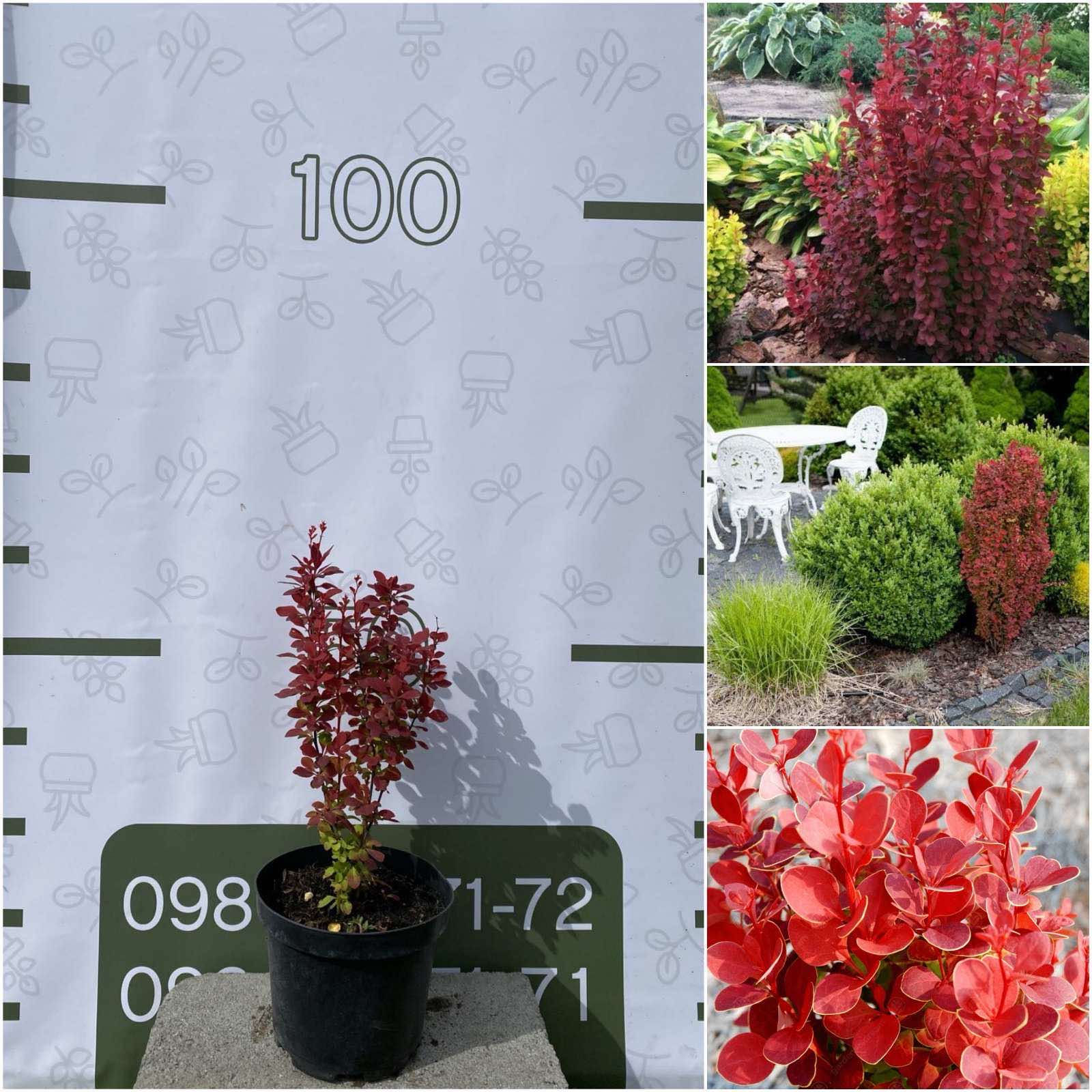 Барбарис Тунберга  Орандж Рокет ( Berberis thunbergii Orange Rocket)