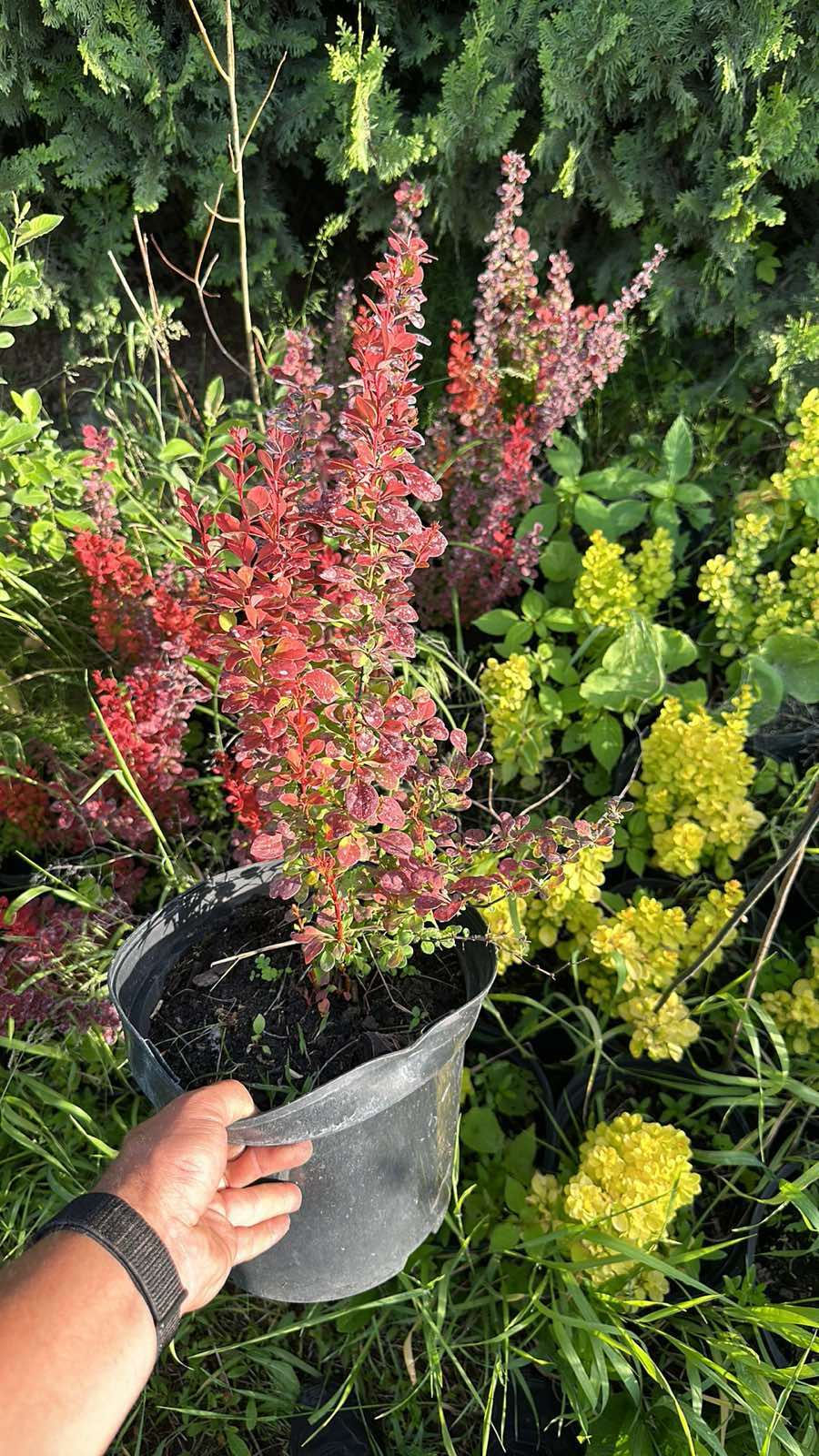 Прев'ю: Барбарис тунберга Ред Рокет (Berberis thunbergii Red Rocket)