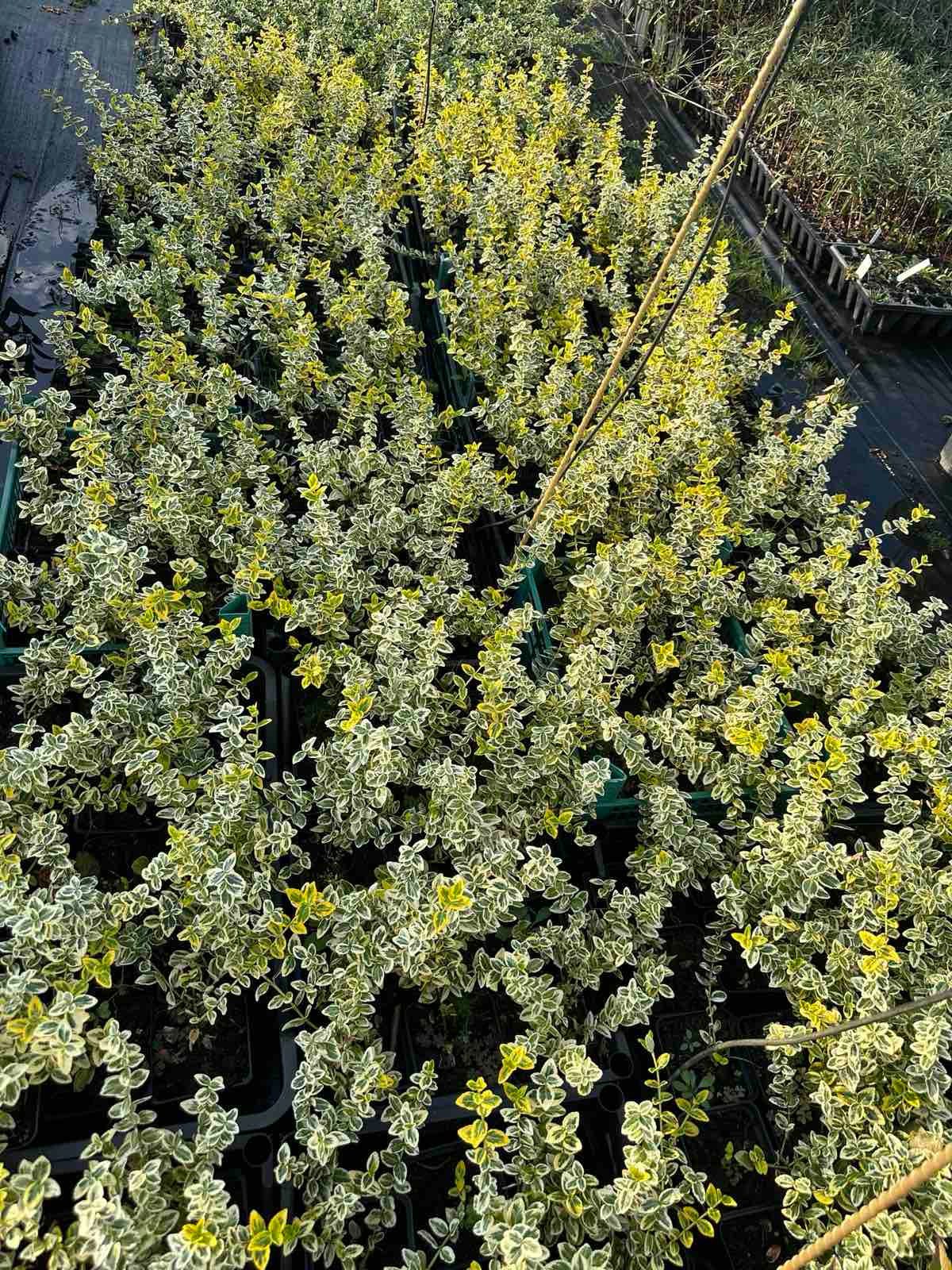 Бересклет Форчуна Емеральд енд Голд (Euonymus fortunei Emerald and Gold)