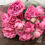 Miniatura: Rosa Inglesa