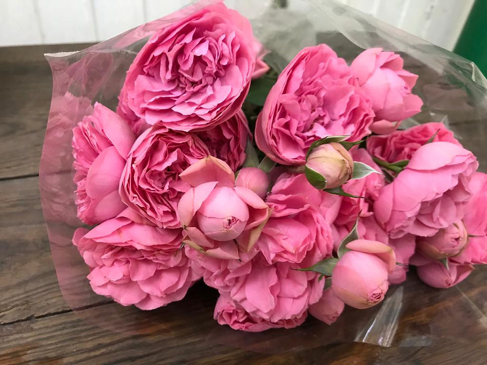 Rosa Inglesa