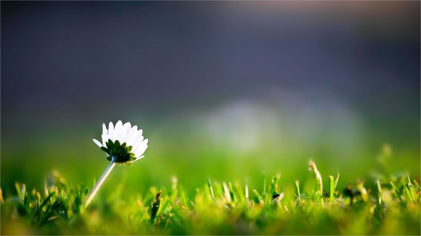 Tải background màu xanh lá cây đẹp nhất