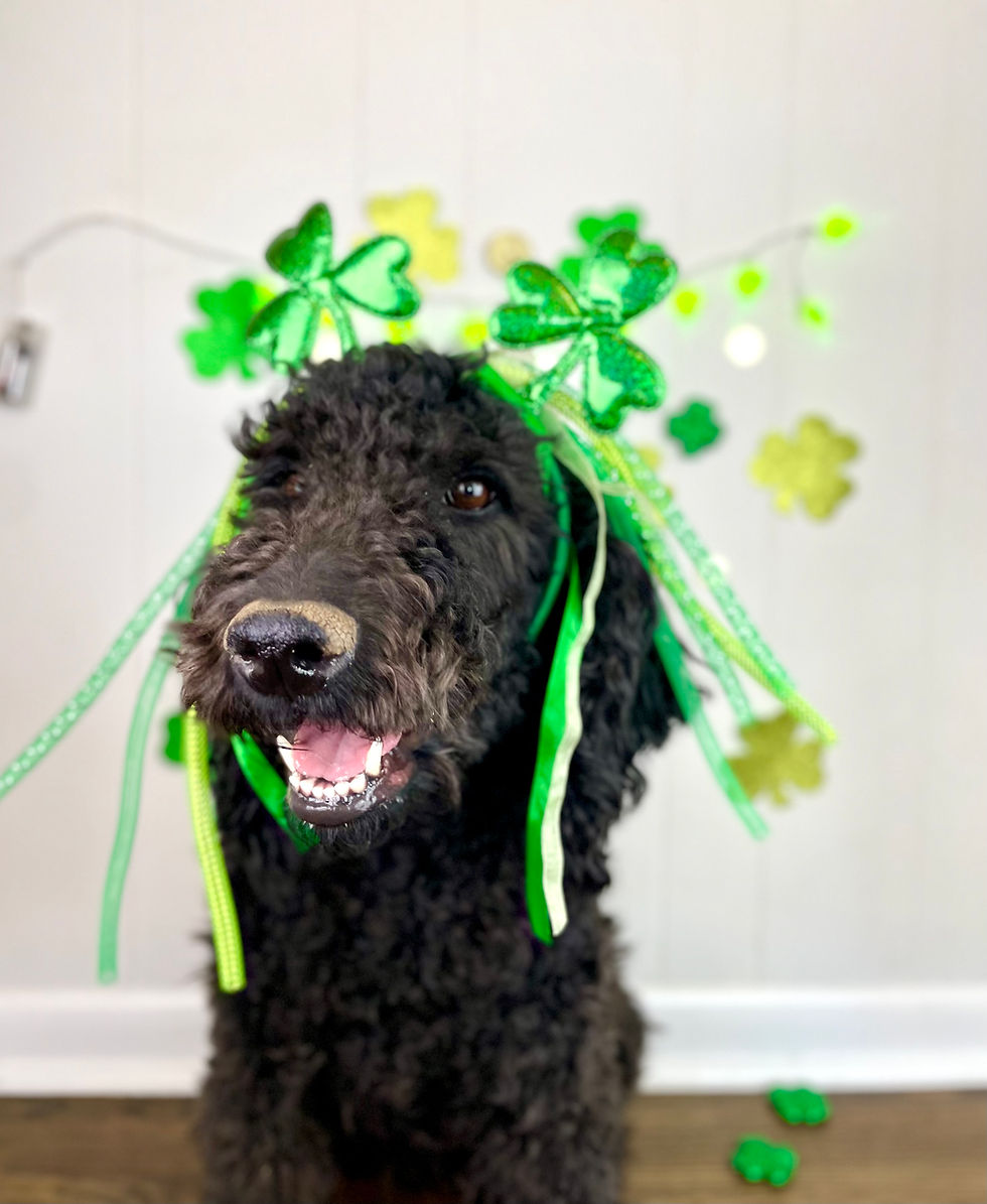 Beauty (Mom) - F1b Labradoodle
