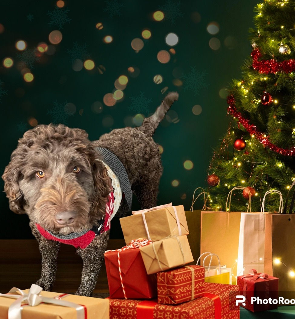 Mocha (Mom) - F1b Labradoodle