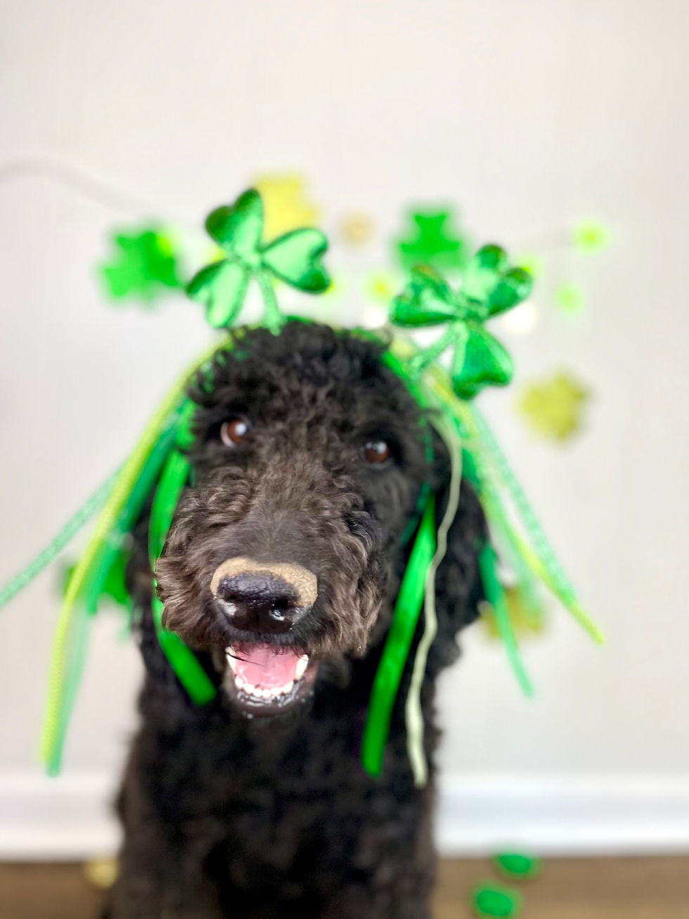 Beauty (Mom) - F1b Labradoodle