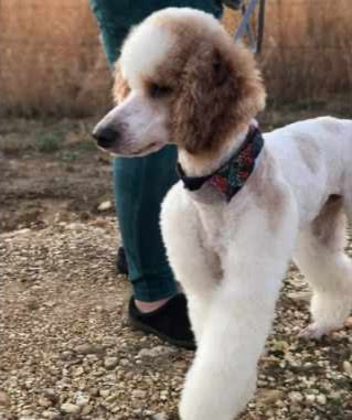 Zeke (Dad) - Small Poodle
