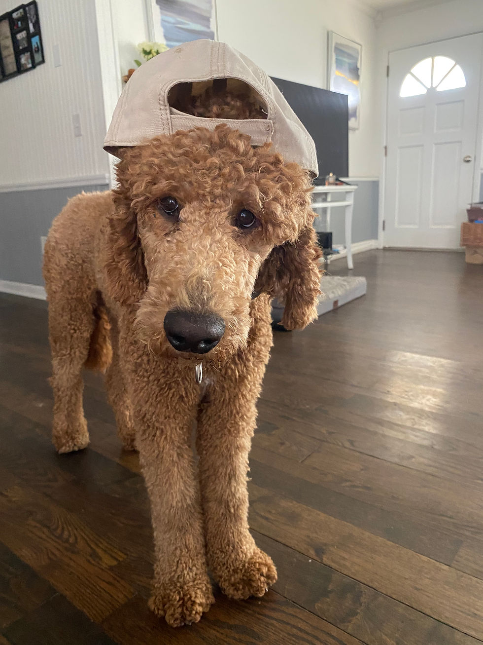 Bruno (Dad) - Standard Poodle