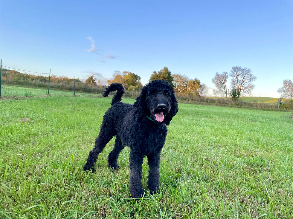 Beauty (Mom) - F1b Labradoodle
