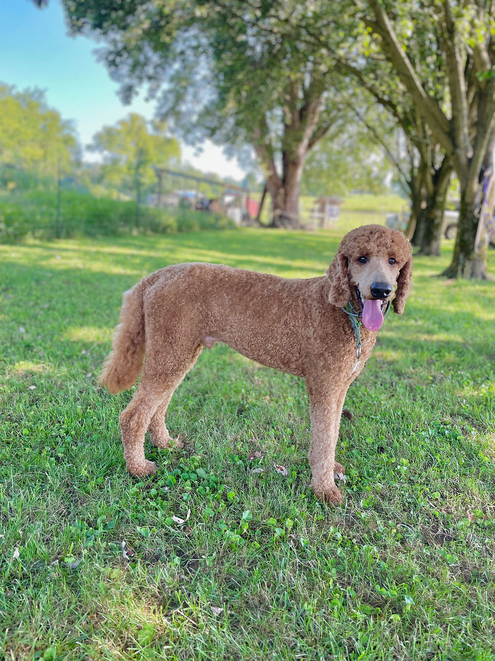 Bruno (Dad) - Standard Poodle