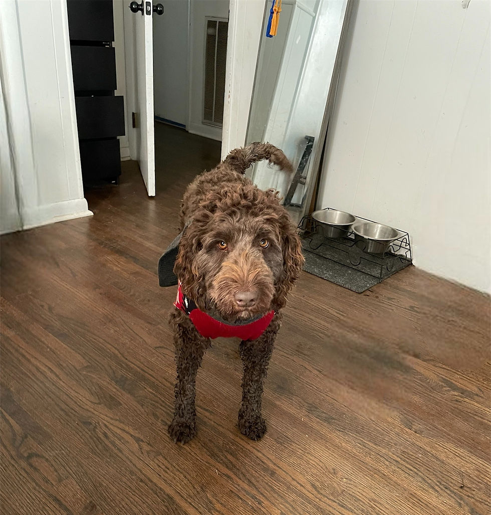 Mocha (Mom) - F1b Labradoodle