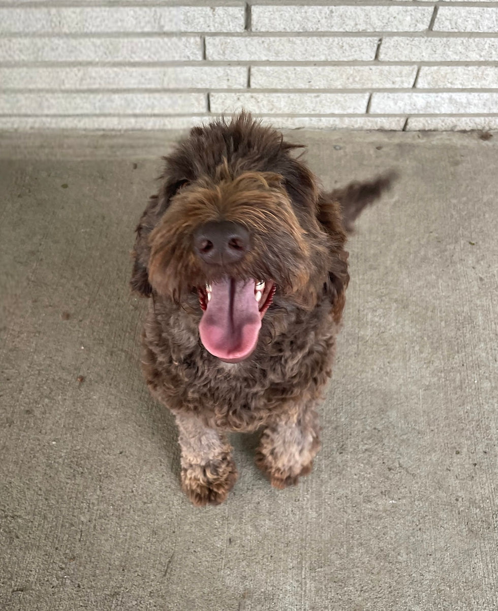 Mocha (Mom) - F1b Labradoodle