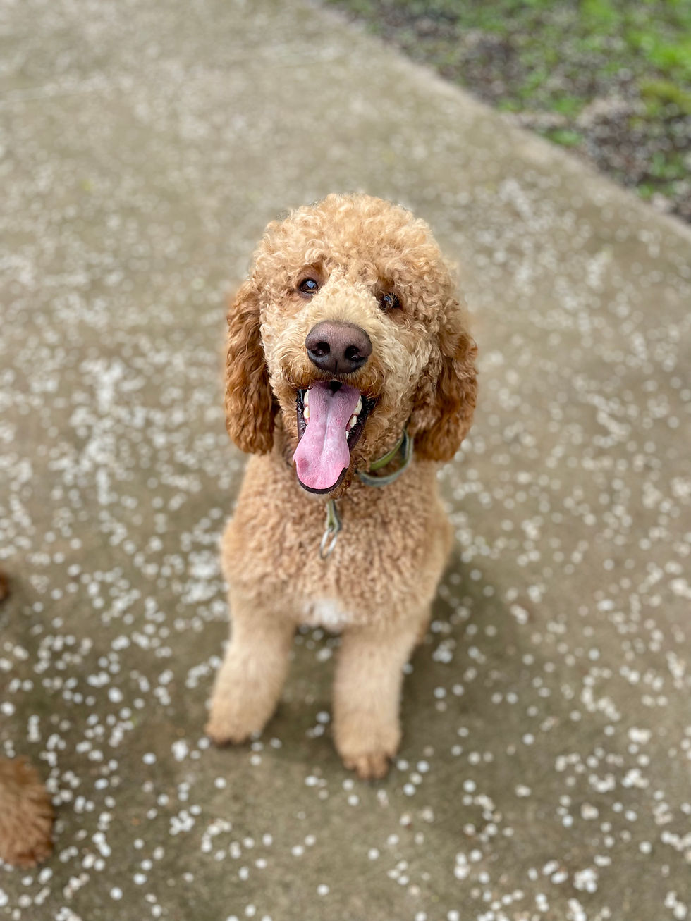 Bruno (Dad) - Standard Poodle