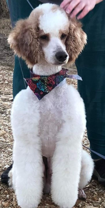 Zeke (Dad) - Small Poodle