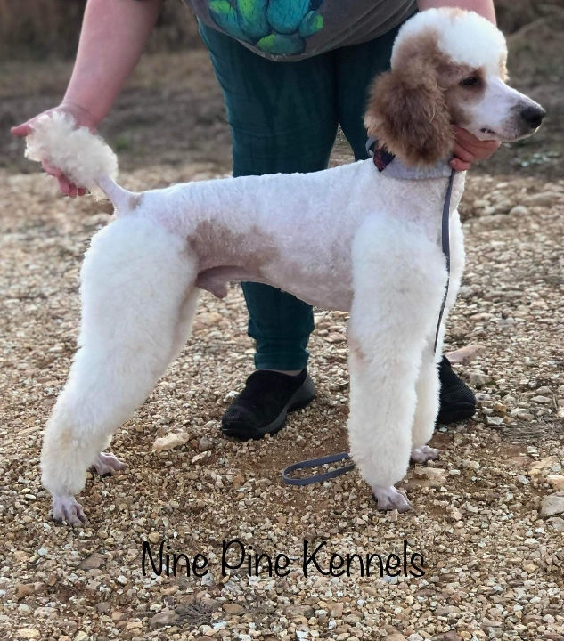 Zeke (Dad) - Small Poodle