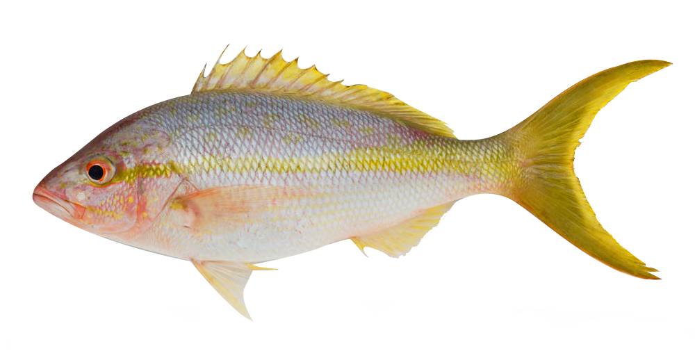 Yellow Tail Snapper