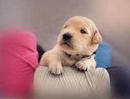 cachorros 3 semanas.jpg