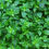 Thumbnail: Holy Basil Chai