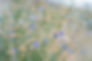 truckeewild copy.jpg