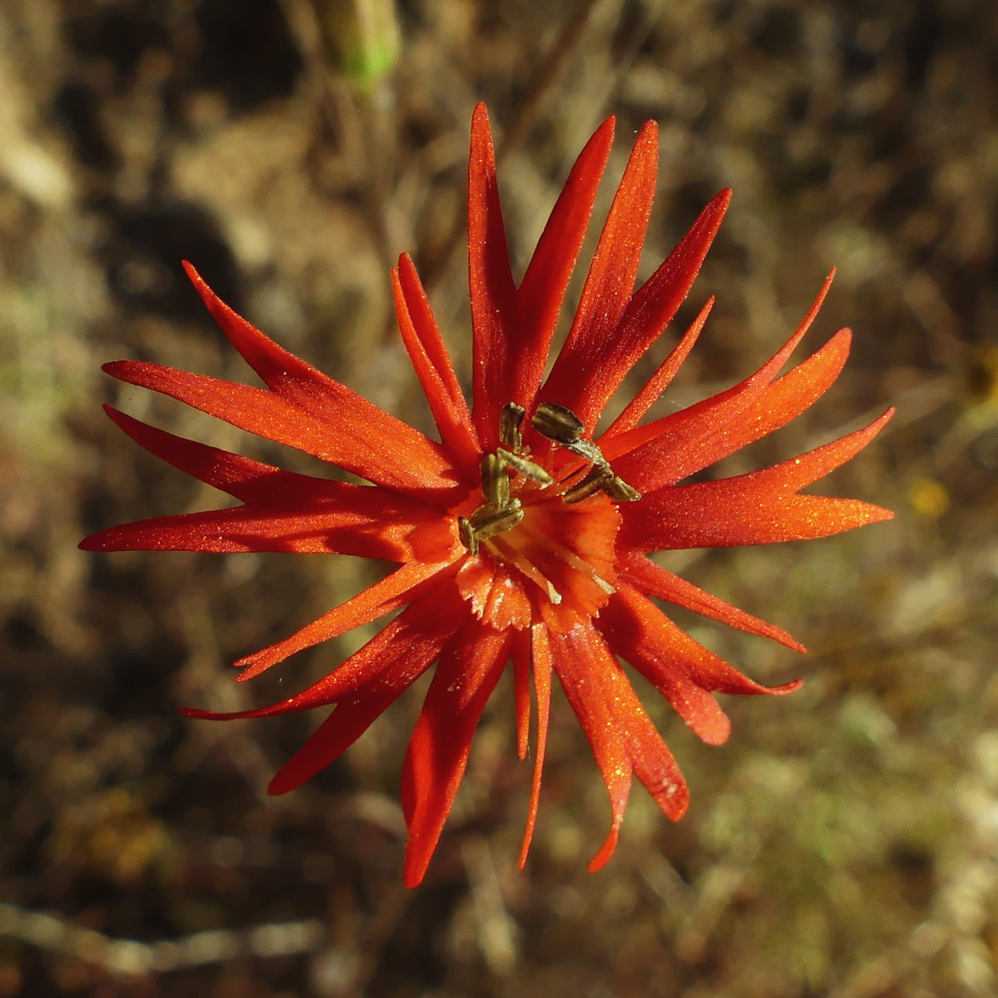 Image of Flower