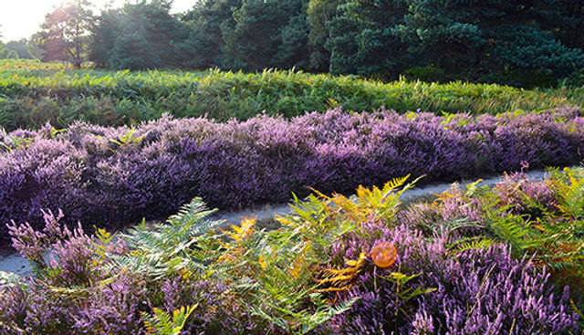 Natuurpark in Suffolk