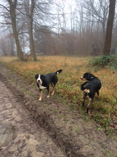 Heidi 4yrs Kensi 22mths Jan2015