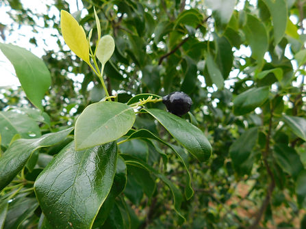 Sandalwood fruit