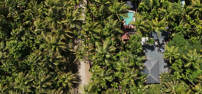A drone image showcasing a canopy of coconut and areca nut trees and the roof of the ReSync Areca villa along with its swimming pool