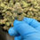 Thumbnail: Premium THCA Prerolls – Handcrafted Hemp Flower
