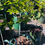 Thumbnail: Persimmon Tree ~ 3 yrs old