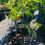 Thumbnail: Persimmon Tree ~ 3 yrs old