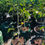 Thumbnail: Persimmon Tree ~ 3 yrs old