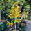 Thumbnail: Persimmon Tree ~ 3 yrs old