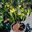 Thumbnail: Persimmon Tree ~ 3 yrs old
