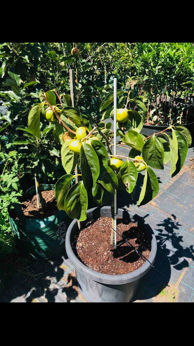 Thumbnail: Persimmon Tree ~ 3 yrs old