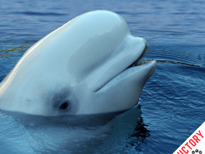 Beluga Whale Import Cancelled